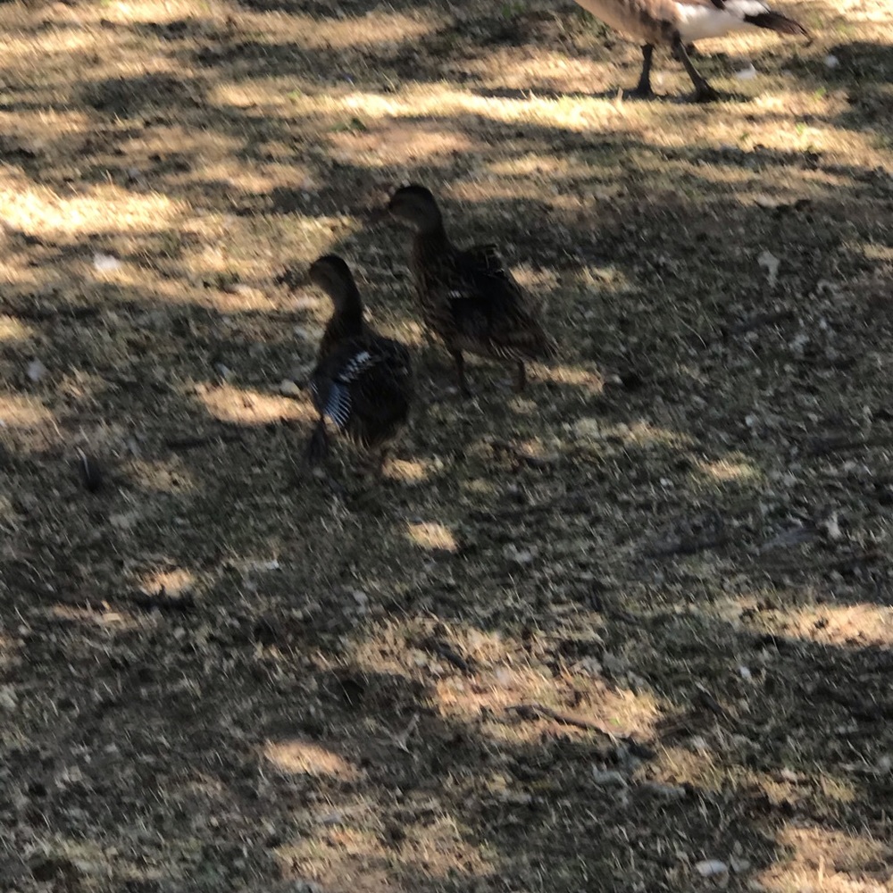 Meet your Posher, Ruth